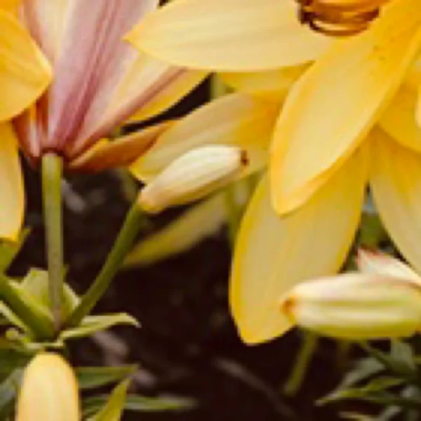 Yellow lilies with unopened buds in garden.