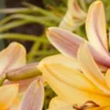 Close-up of yellow daylilies and buds
