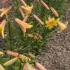 Yellow and pink lilies in a garden.