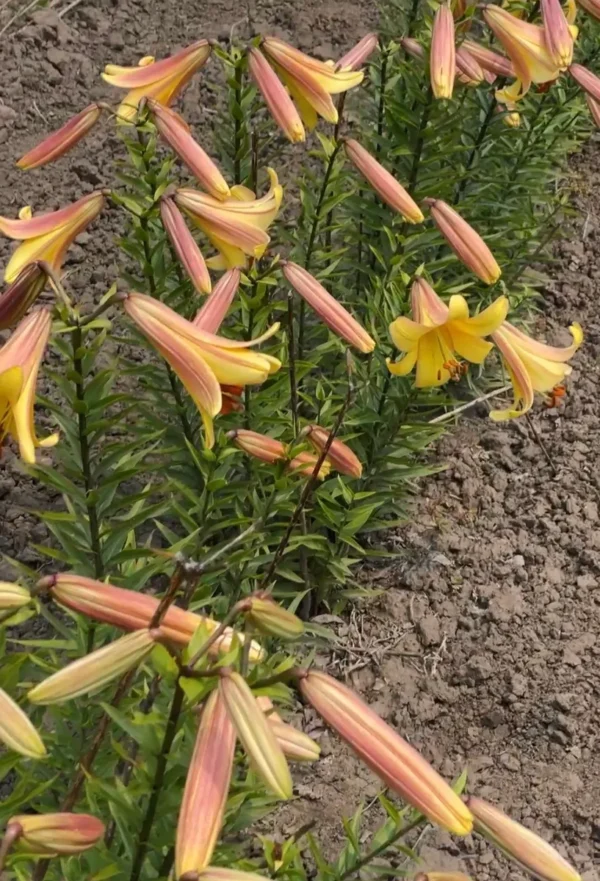 Yellow and pink lilies in a garden.