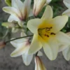 Close-up pale yellow lily with stamens