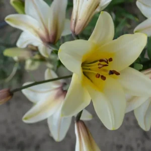 Close-up pale yellow lily with stamens
