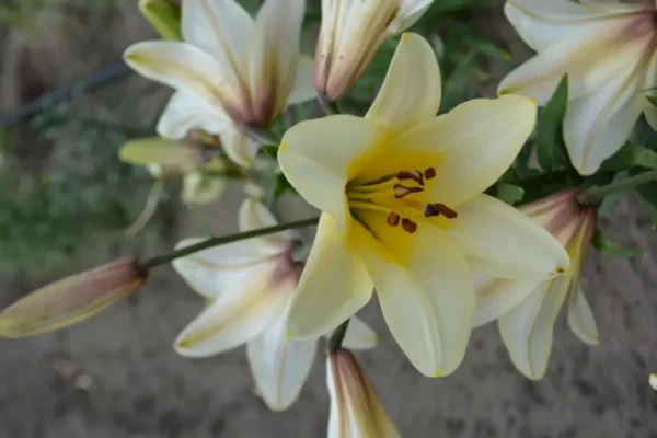 Close-up pale yellow lily with stamens
