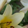Close-up of a blooming yellow lily flower.