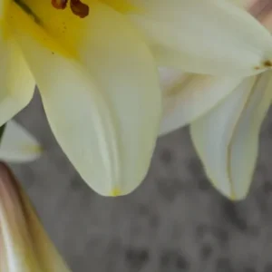 Pale yellow lily petals hanging over gray background