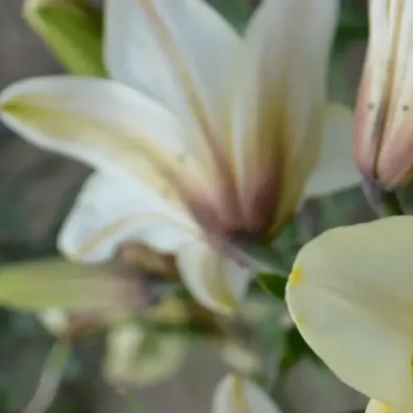White lilies in bloom with blurred background.