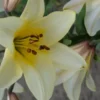 Yellow lily blossom with green leaves.