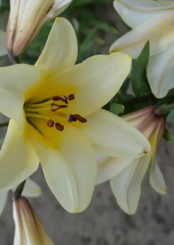 Yellow lily blossom with green leaves.