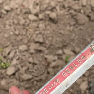 Garden marker labeled "Creamy Belles" in soil.