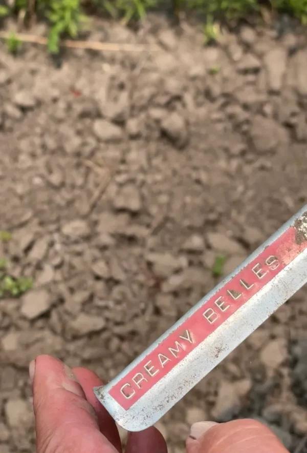 Garden marker labeled "Creamy Belles" in soil.