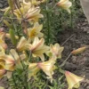 Yellow lilies blooming in a garden bed.