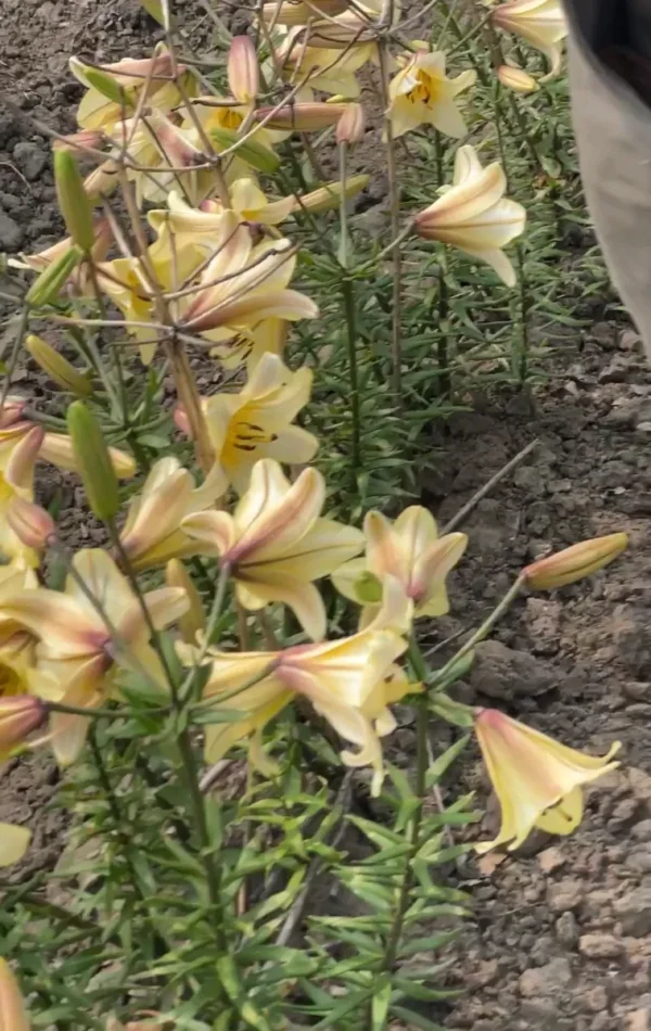 Yellow lilies blooming in a garden bed.