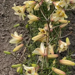 Pale cream lilies clustered along a bed