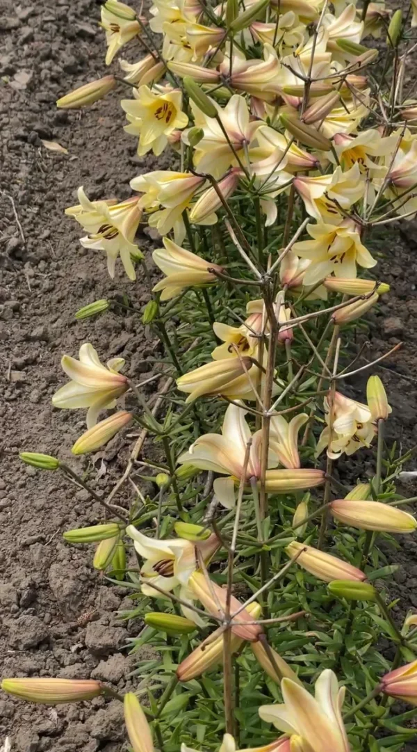Yellow lilies blooming in a garden.