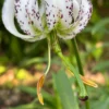 White lily with dark spots in garden.