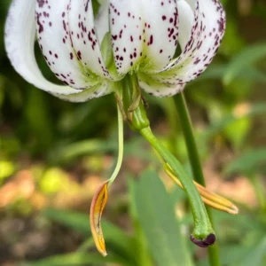 White lily with dark spots in garden.