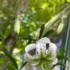 White lily with speckled petals in garden.