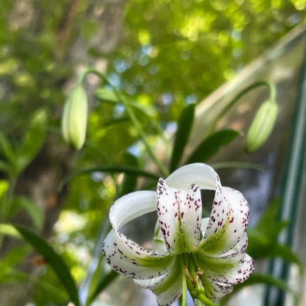 White lily with speckled petals in garden.