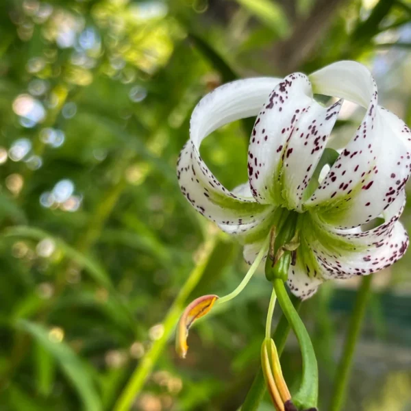 White lily with green background.