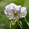 White lily with purple spots, green background.