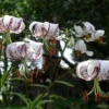 White lilies with purple speckles in garden.