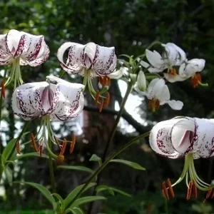 White lilies with purple speckles in garden.