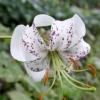 White lily with dark speckles in garden.
