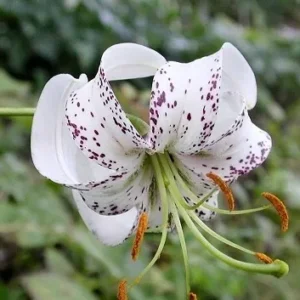 White lily with dark speckles in garden.