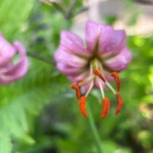 Pink lily with orange stamens in garden.