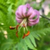 Purple flower with curled petals and stamens.