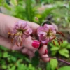 Hand holding two pink lilies in garden.