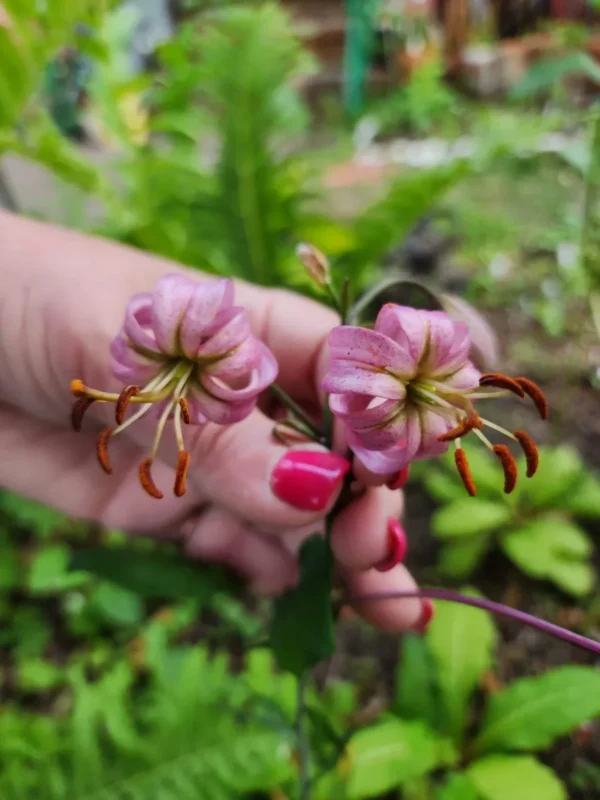 Hand holding two pink lilies in garden.
