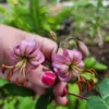 Hand holding two pink flowers outdoors.