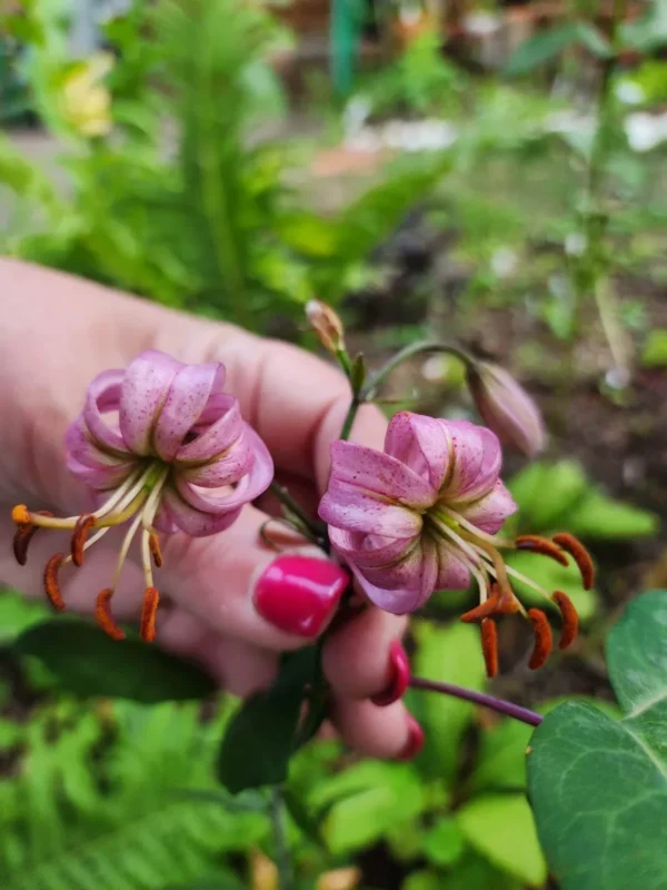 Hand holding two pink flowers outdoors.