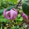 Pink flower with curled petals and greenery.