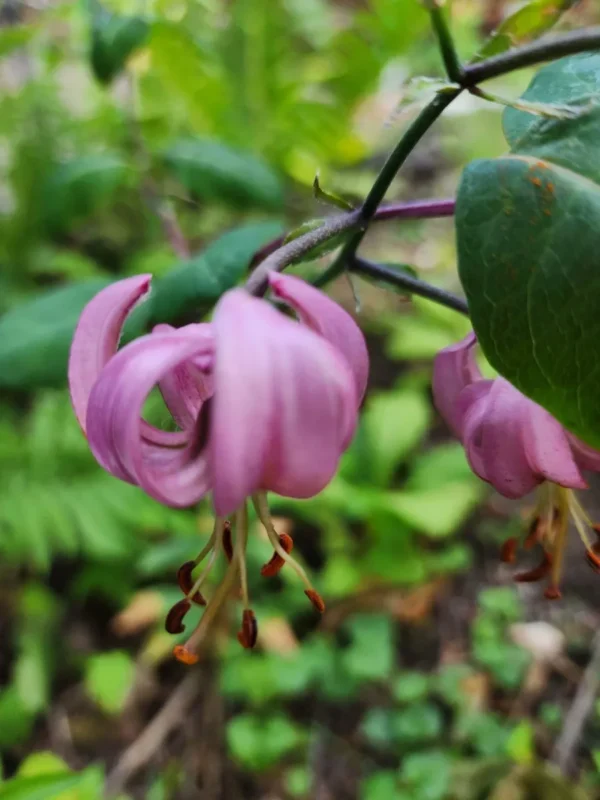 Pink flower with curled petals and greenery.