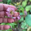 Hand holding pink flowers in garden.