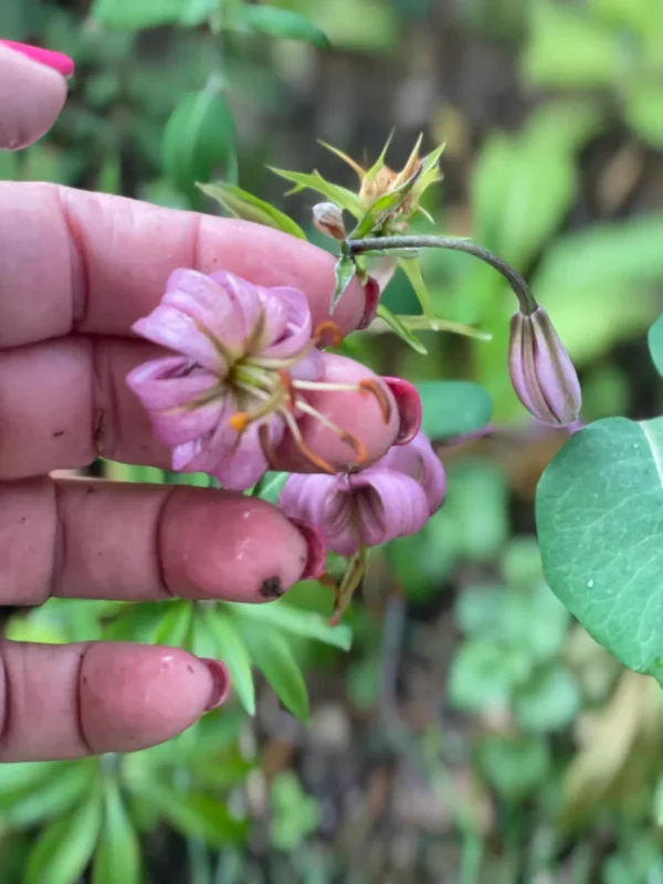 Hand holding pink flowers in garden.