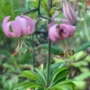 Pink martagon lilies in a garden.