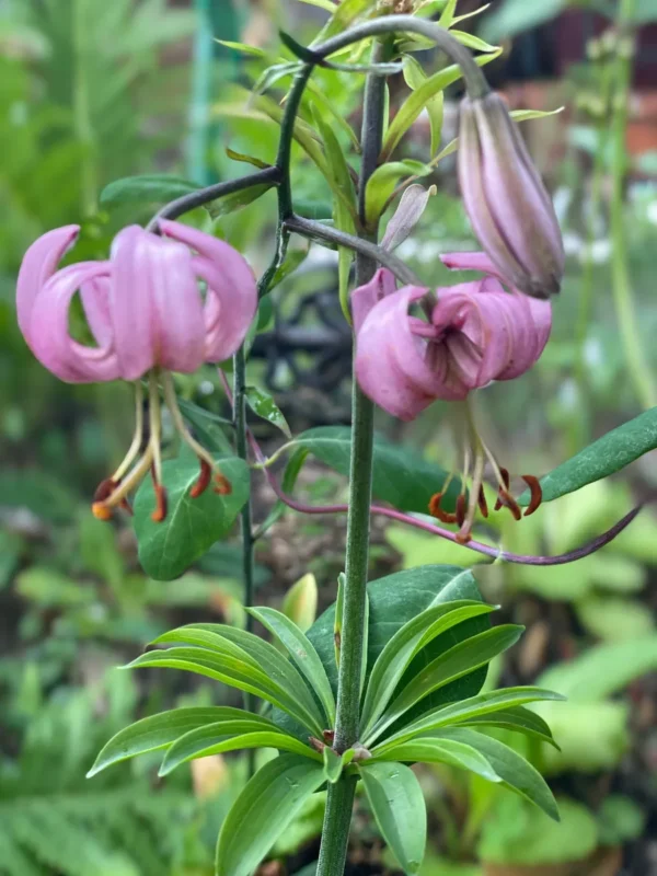 Pink martagon lilies in a garden.