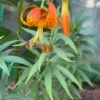 Orange lily flower with green leaves.