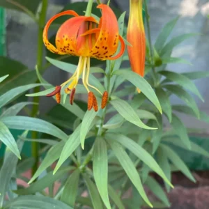 Orange lily flower with green leaves.