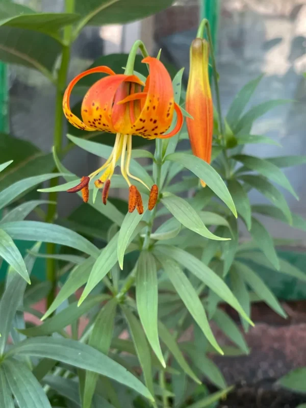 Orange lily flower with green leaves.