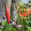 Orange lily with closed and open blooms.
