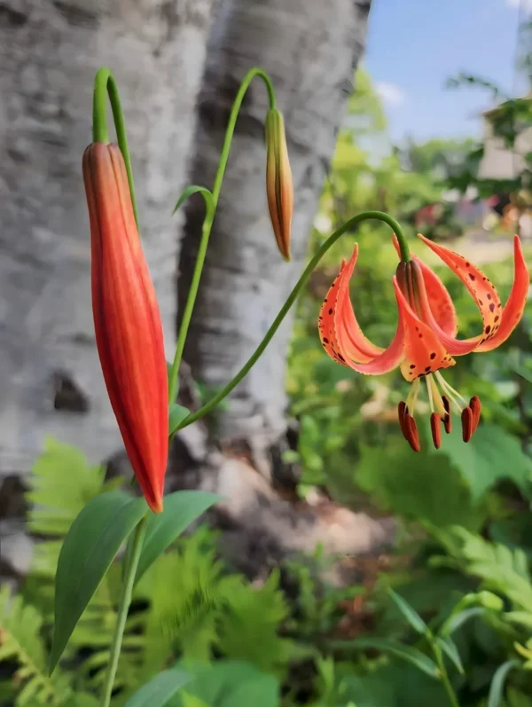 Orange lily with closed and open blooms.