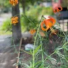 Recurved orange tiger lilies in garden