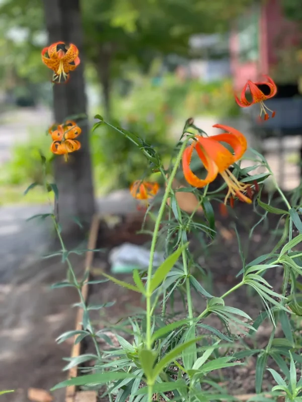 Recurved orange tiger lilies in garden