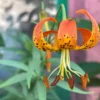 Close-up orange spotted tiger lily