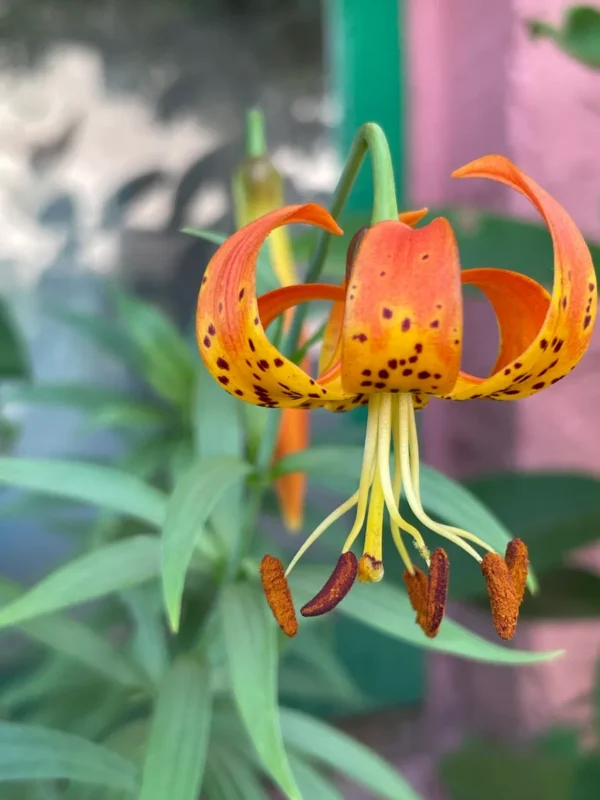 Close-up orange spotted tiger lily