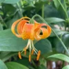 Orange lily flower with green leaves background.